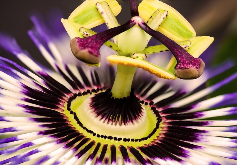 Exotic Taste Sensations
